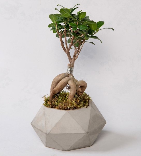 Beton Saksıda Ficus Gingsey Bonsai