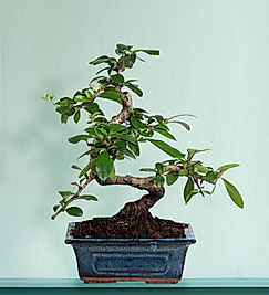 Zelkova Bonsai 25cm